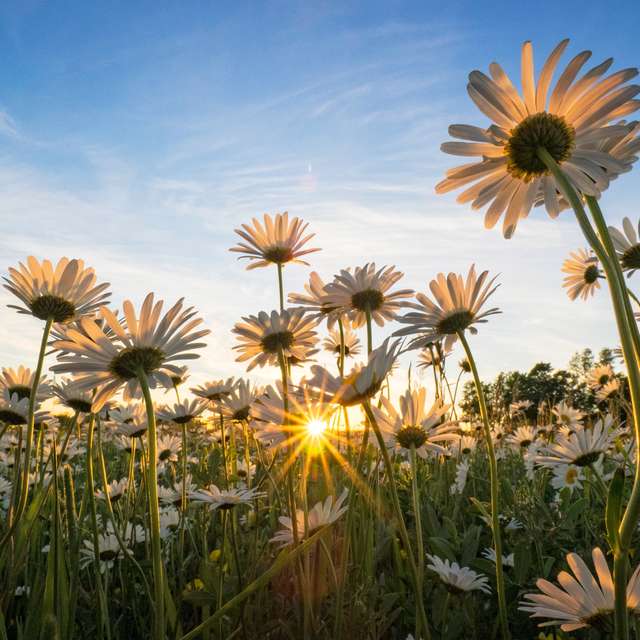 daisies in field