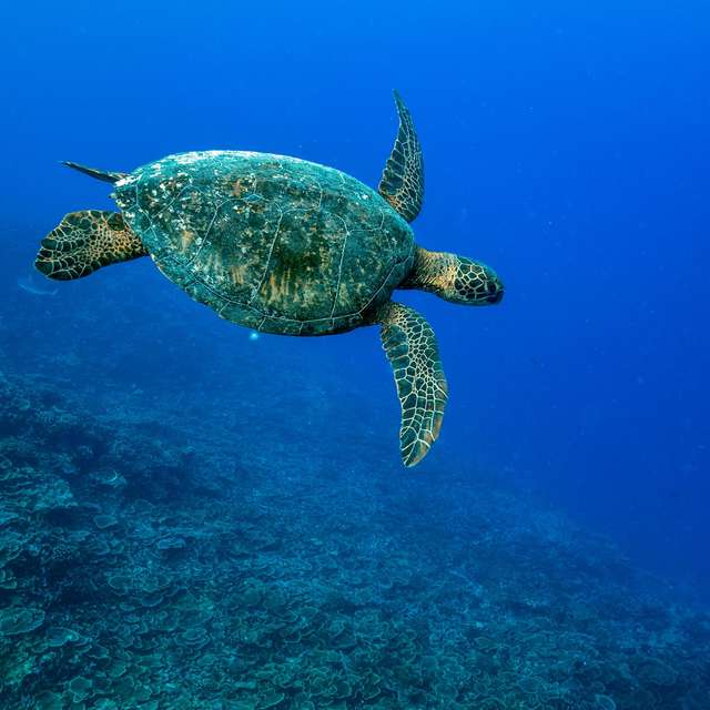 Sea turtle