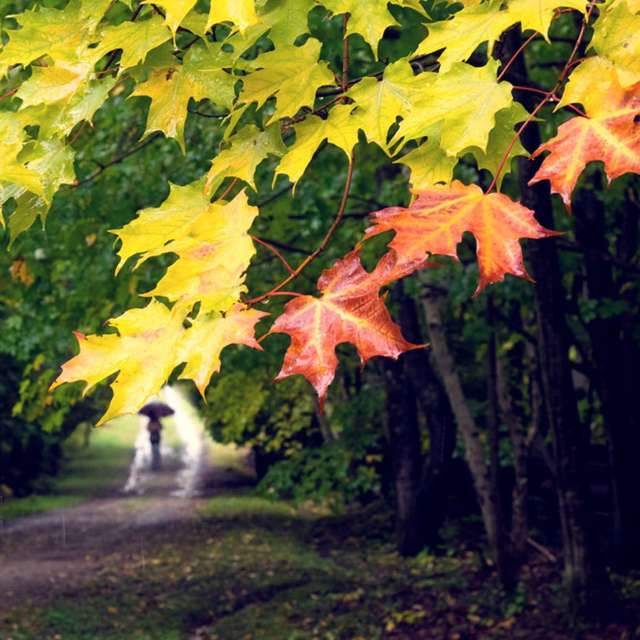 Colored Leaves