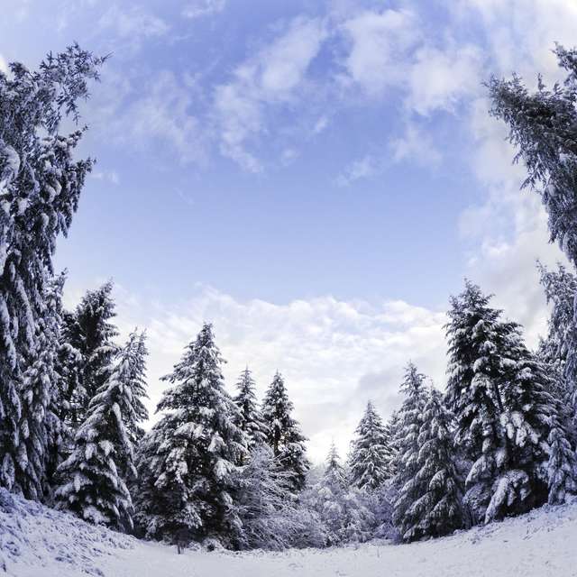Snowy Landscaoe