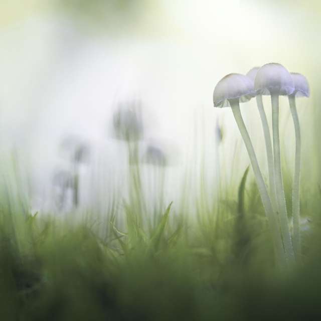 Mushroom