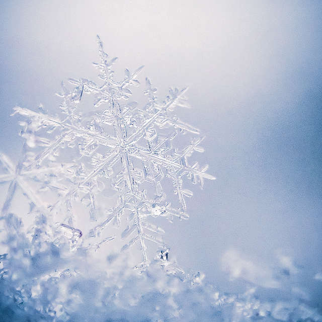 Macro Snowflake