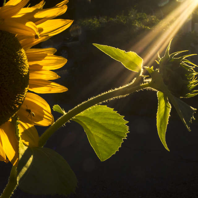 Sunray Sunflower