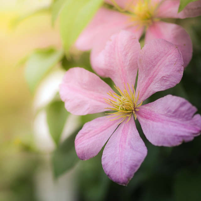 Pink Purple Flower