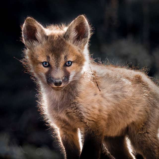 Fox Pup