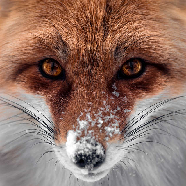 Fox in Snow