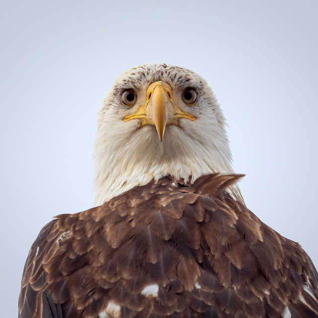 Eagle