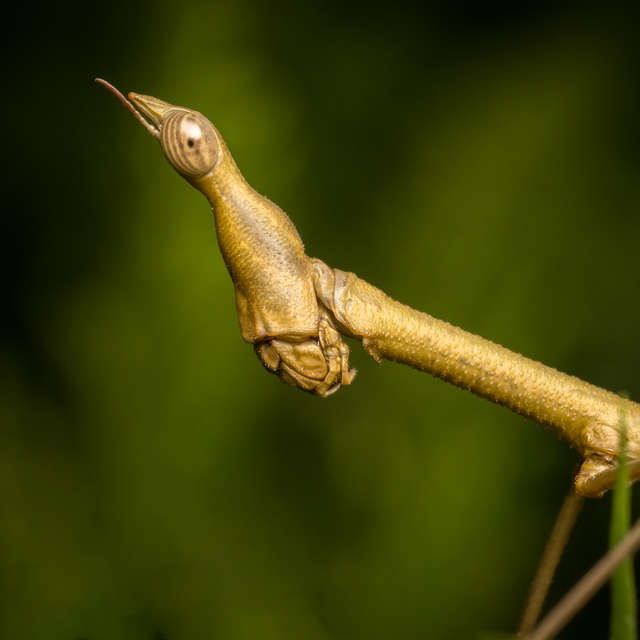 Walking Stick