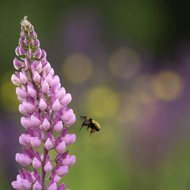 Bee in flight approaching flower
