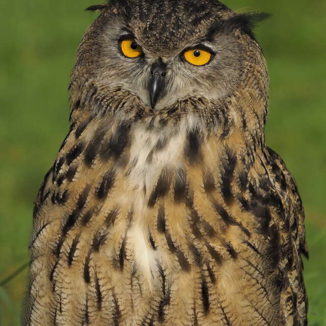 Eurasian Eagle Owl