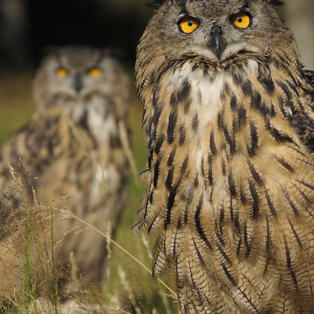 Eurasian Eagle Owl