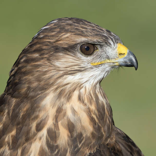 Buzzard
