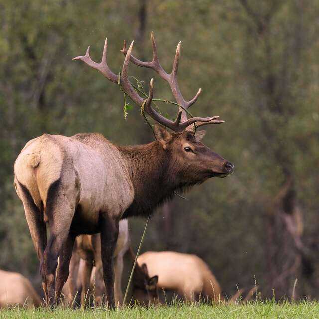 Elk