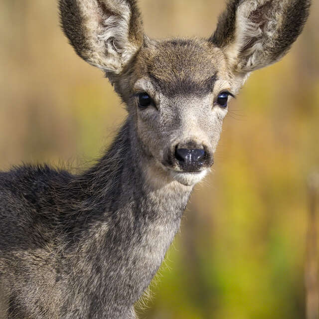 Deer