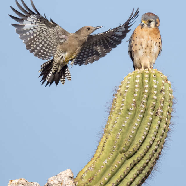  American Kestrel and the Gila Woodpecker