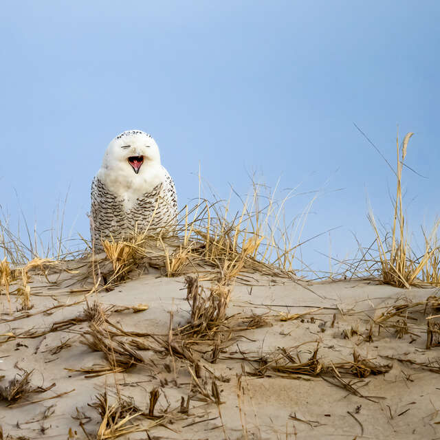 Yawning Owl