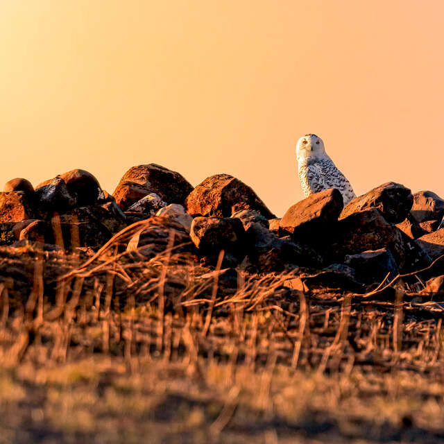 Snowy Owl