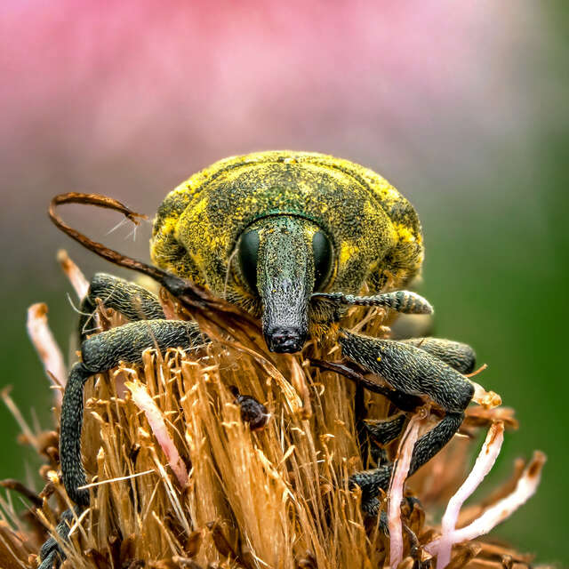 Weevil