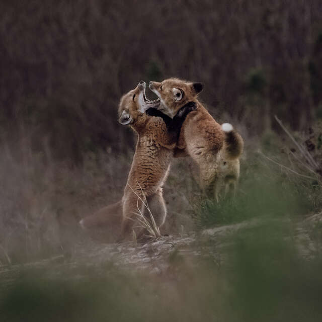 Baby Foxes