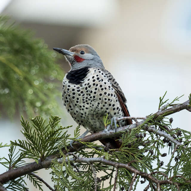 Bird on Branch