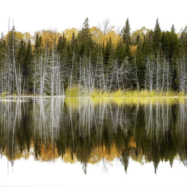 Autumn Trees