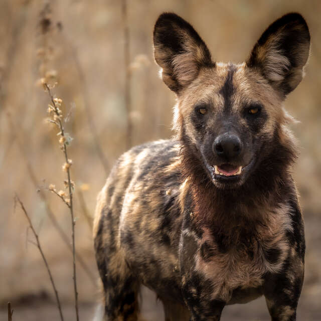 African Painted Dog