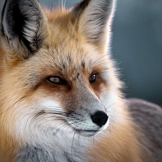 Fox image