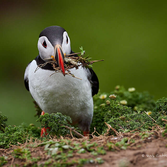 Puffin