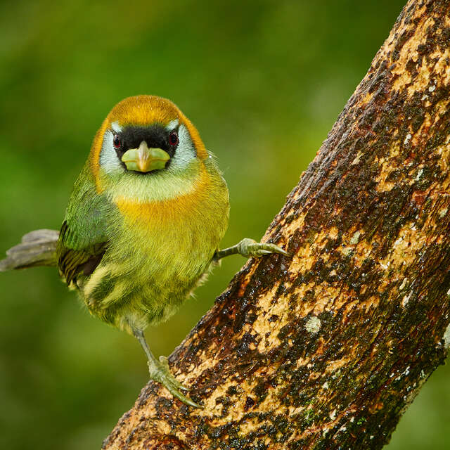 Red-headed Barbet