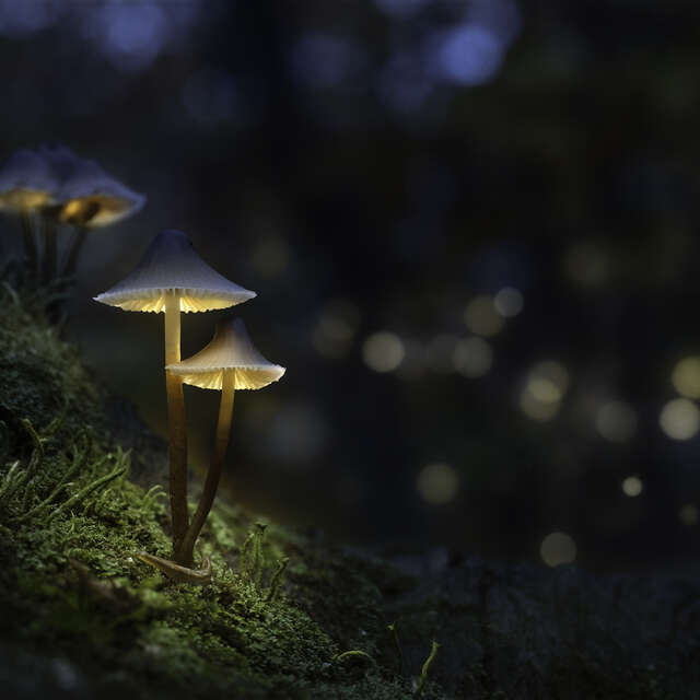 glowing mushrooms