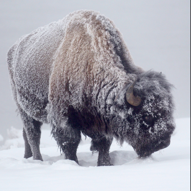 bison