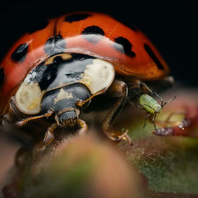 ladybug