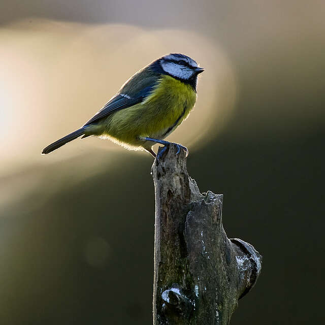 bird