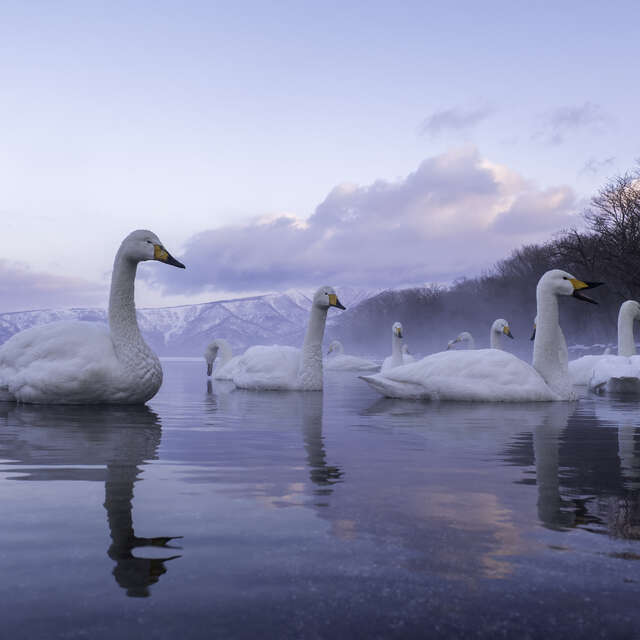 Whooper Swans in Hokkaido, Japan