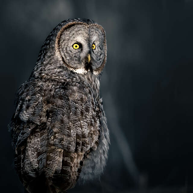 owl