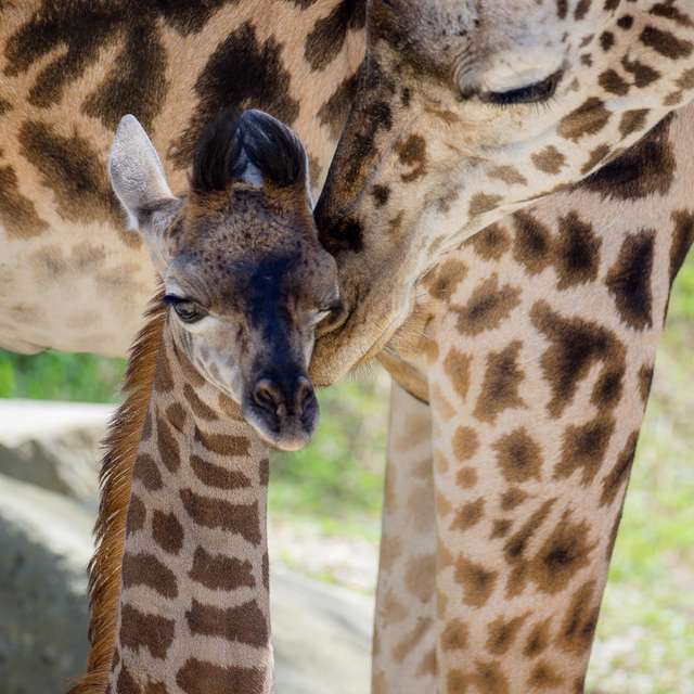 giraffe