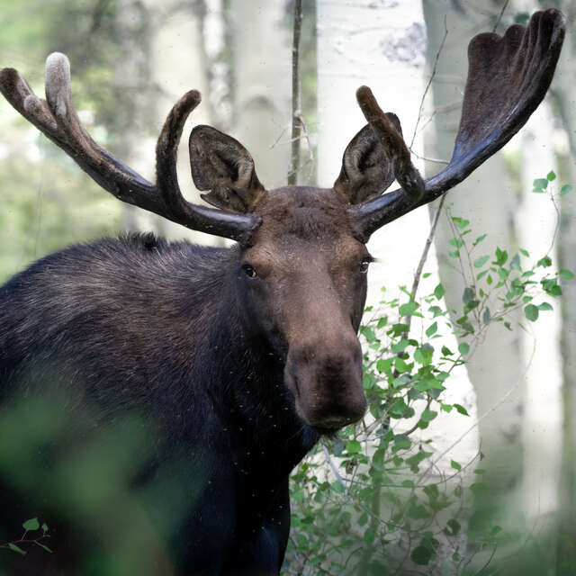 Moose