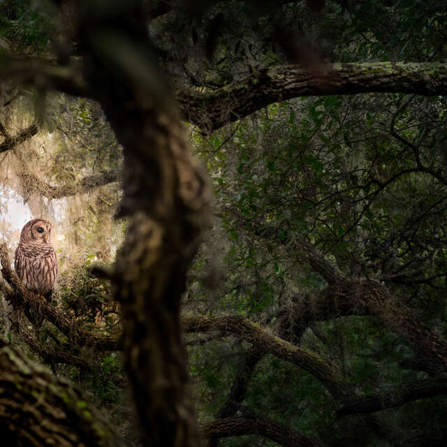 Barred Owl