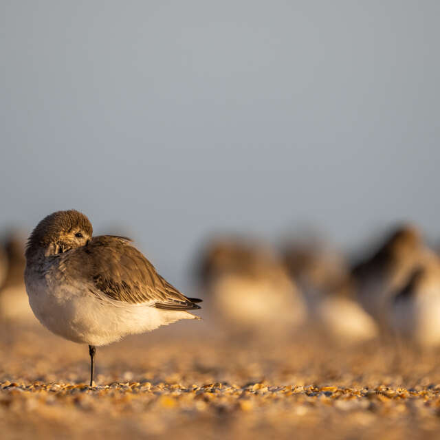 Dunlin