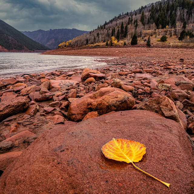 Yellow Leaf