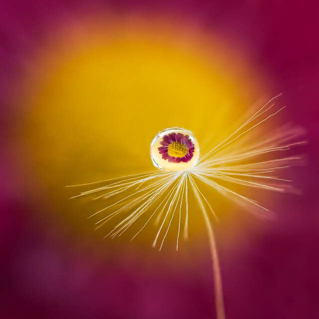 Flower Refraction