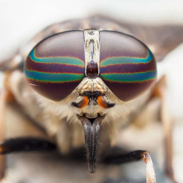 Horsefly