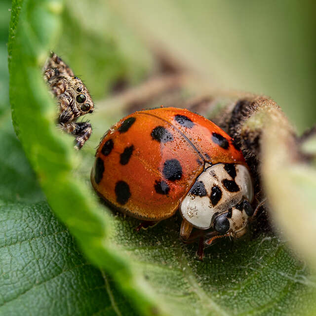 Spider and Lady Bug