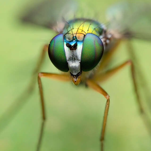 Long Legged Fly