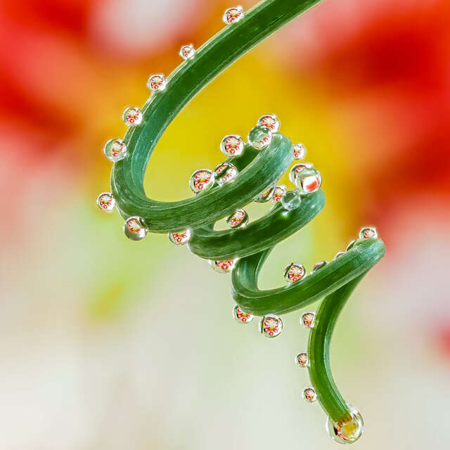 Spiraling Drops