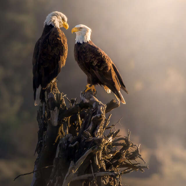 Eagles