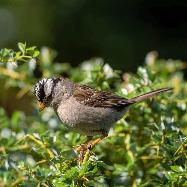 Bird on Branch