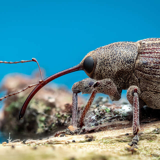 Nut Weevil