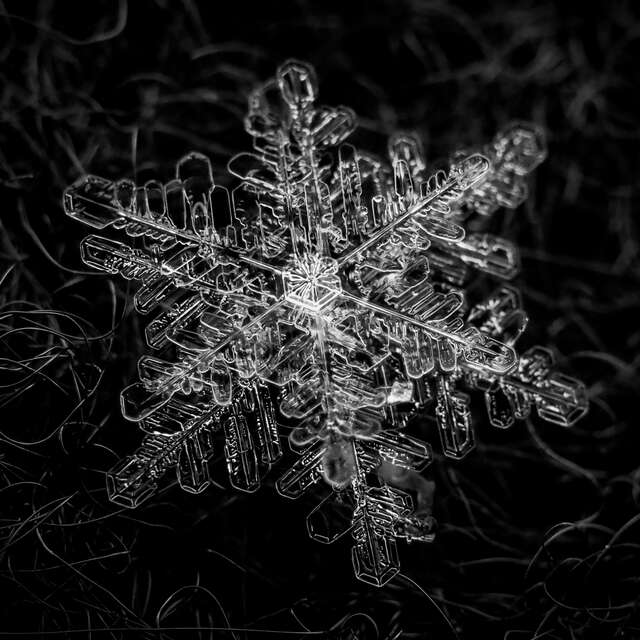 Macro Snowflake