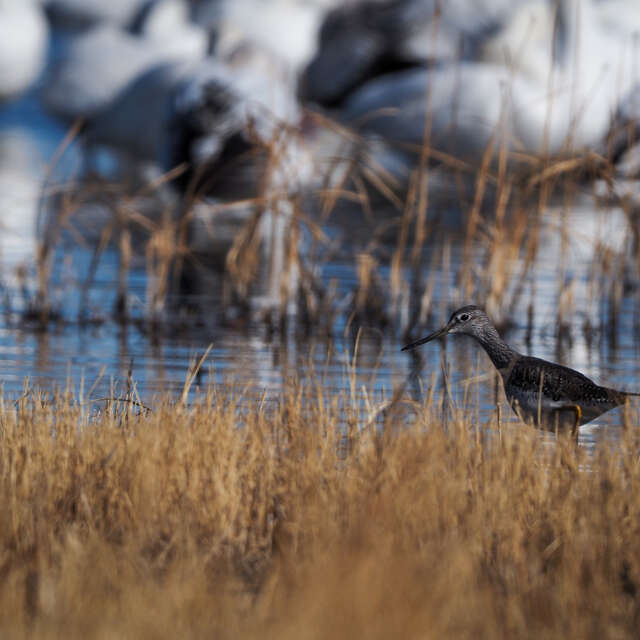 Greater Yellowlegs